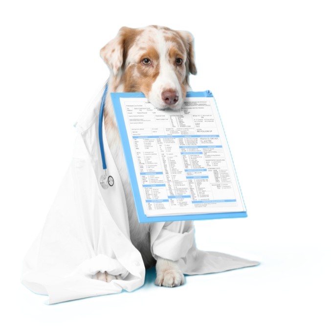 Pet Vaccination Programs