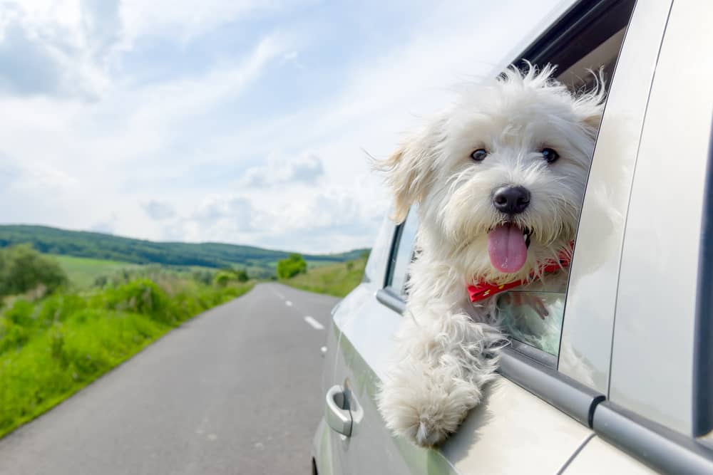 Pet travel certificates