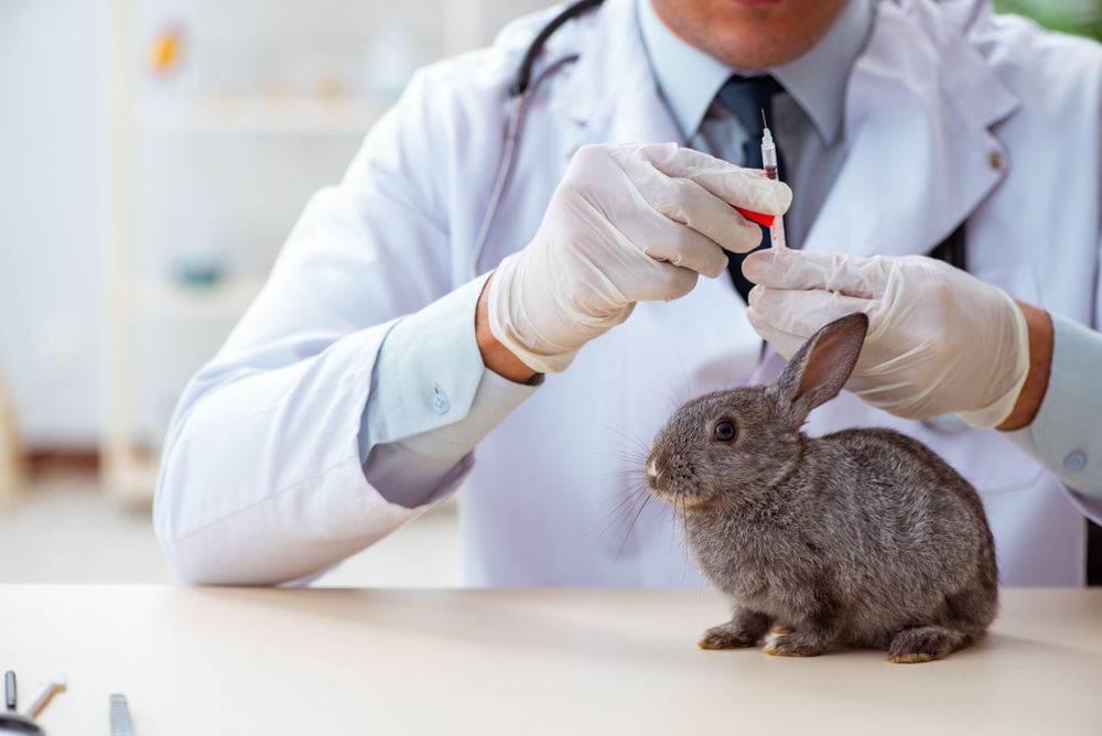 Rabbit at vet