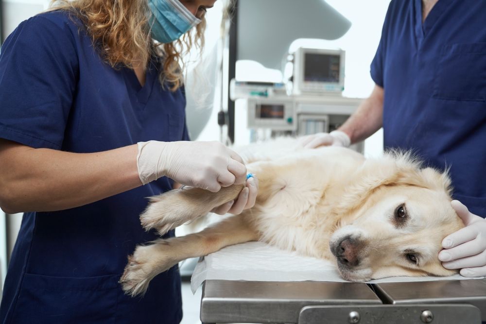 Orthopedic Surgery for Pets
